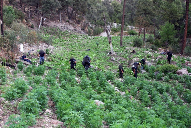 Resultado de imagen para 27,000 mil plantas de Marihuana