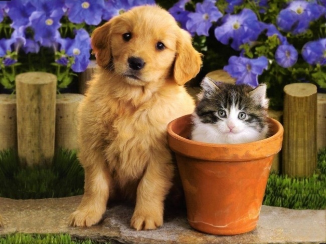 Imagenes De Animales Jpeg | ver fotos de animales tiernos para ser m 225 s productivos Imagenes De Animales Jpeg | ver fotos de animales tiernos para ser m 225 s productivos