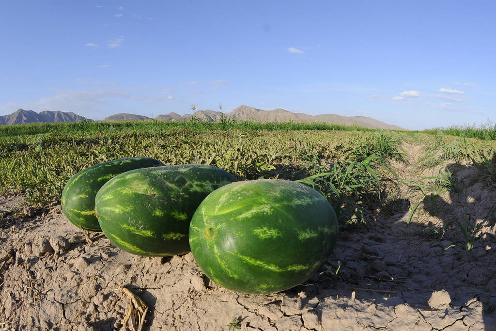 productores piden repoblación abejas 