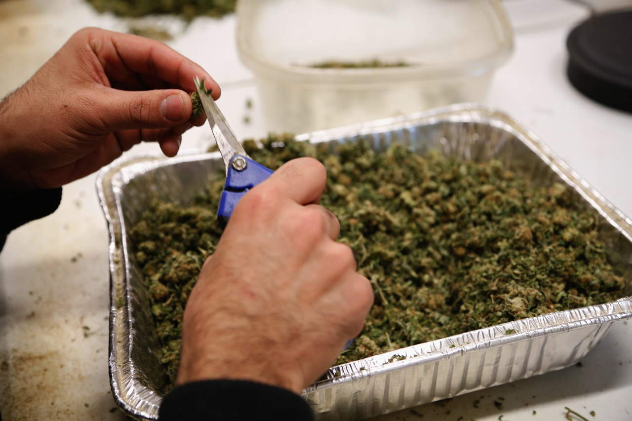 IMSS analizará eficacia medicinal de la marihuana IMSS analizará eficacia medicinal de la marihuana