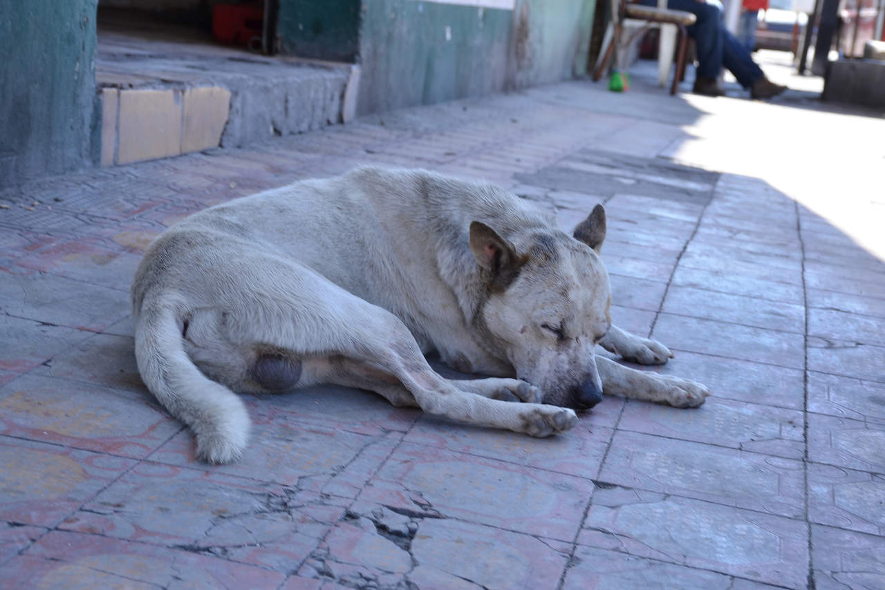 100 MIL PERROS ABANDONADOS EN TORREÓN