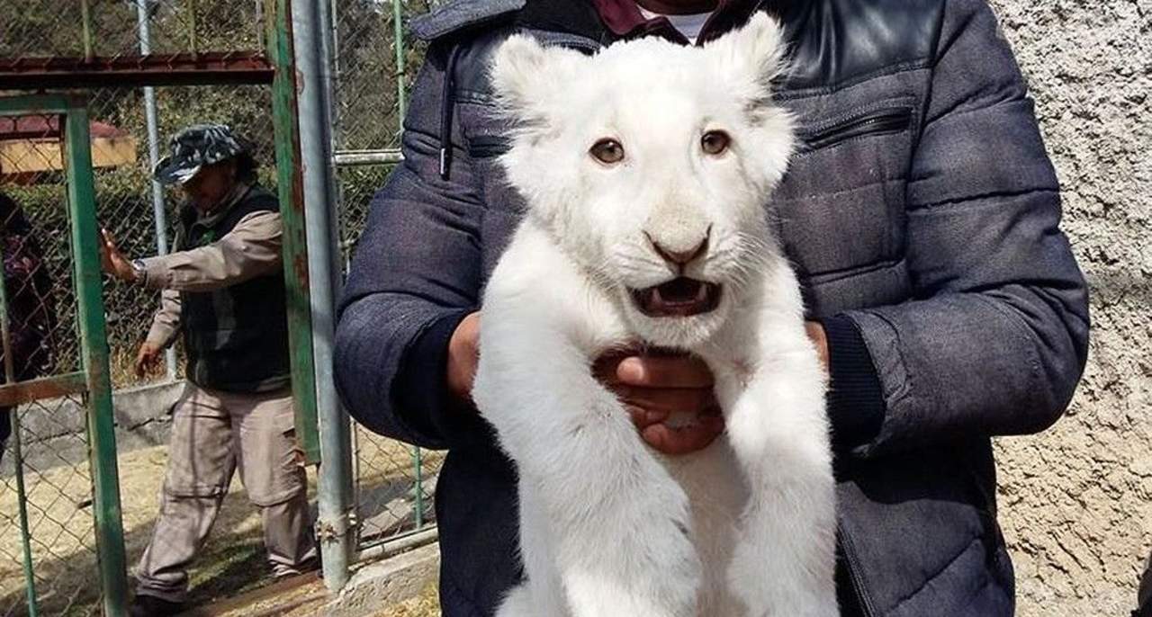 Resultado de imagen para Primer león blanco nacido en cautiverio en México, un "cachorro milagro"